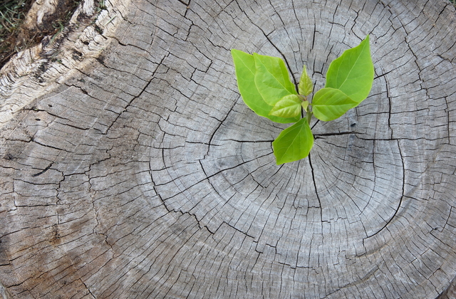 Plant grows from tree: A little can make a lot: One euro per hotel night can do a lot for the climate. 